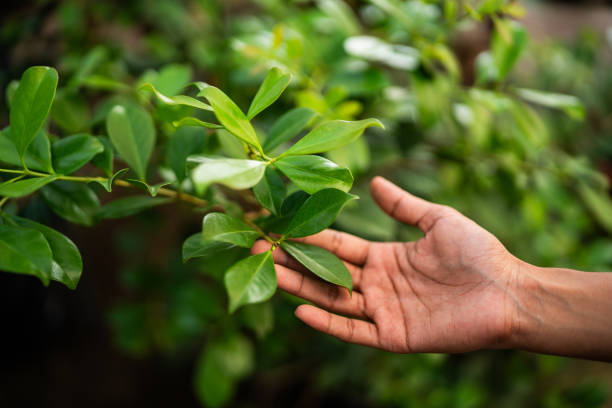 How Our Tree Care Process Works  in  Quincy, WA